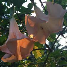 Brugmansia candida * angel's trumpet tree. Brugmansia Arborea Angel S Trumpet Tree Arborea In Gardentags Plant Encyclopedia