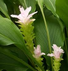 Terdapat beberapa jenis dan khasiat halia yang kita perlu tahu. Alam Tumbuhan Keluarga Halia Lengkuasia Zingiberaceae Family