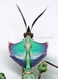 Check out top brands on ebay. Idolomantis Diabolica Grosse Teufelsblume Home Of Insects