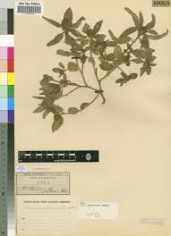 Image result for Crotalaria anthyllopsis