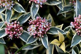 Immergrune Panaschierte Straucher Freudengarten In 2020 Gartengestaltung Garten Winterharte Stauden