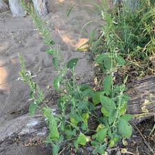 Image result for Hypoestes forskaolii