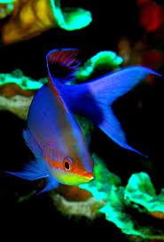 Anthias Fish File Misc Anthias Jpg Hayvanlar Alemi Hayvanlar Egzotik Baliklar