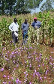 Image result for Striga hallaei