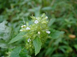 Image result for Clinopodium myrianthum