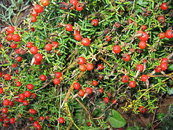 Image result for Chironia