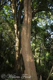 Image result for Xymalos monospora