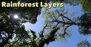 Rainforest Layers Discover The Layers Of A Rainforest Facts Pictures Rainforest Rainforest Facts Rainforest Theme