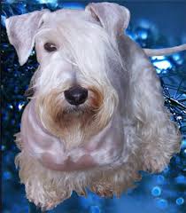 Image result for ČESKÝ TERIÉR