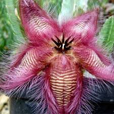 Image result for Mostuea hirsuta