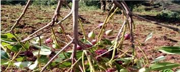 Image result for Peponium vogelii