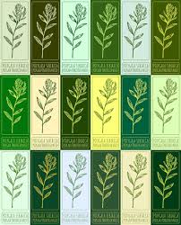 Image result for Polygala persicariifolia