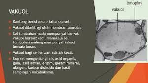 Baginda terserempak dengan seekor kijang putih bertanduk emas lantas baginda cuba mengejar haiwan tersebut. Biologi Tingkatan 4 Kssm 2 1 Struktur Dan Fungsi Sel Komponen Di Dalam Sel Tumbuhan Sahaja Kelas Live