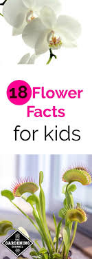 A piece of information used as evidence or as part of a report or news article. Flower Facts For Kids Gardening Channel Gardening For Kids Facts For Kids Unusual Flowers