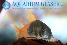 Image result for Heteromorpha sp. agg.