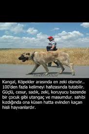 Vildan Nehir Adli Kullanicinin Bilgi Panosundaki Pin Bilgi Karti Bilgi Biliyor Muydunuz