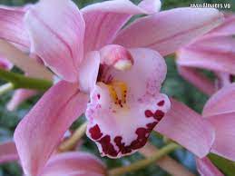 Dendrobium Orchid Flower Orchid Flower Orchids Dendrobium Orchids