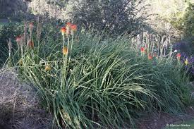 Image result for Commelina fluviatilis