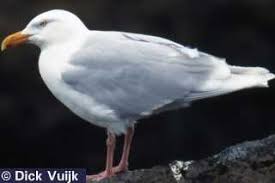 Image result for Glinus hirtus