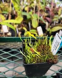 Image result for Utricularia podadena