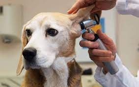 How To Become A Pet Nutritionist Or Veterinarian | Hill's Pet