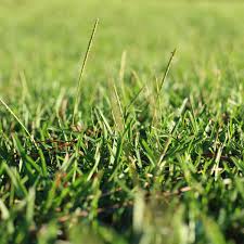 The key is to do regular fertilization meeting the lawn's needs. Centipede Grass The Pros And Cons The Ultimate Guide