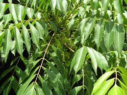 かぶれる植物の種類まとめ 草木かぶれの原因となる植物８種