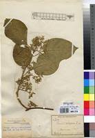 Image result for Marsdenia schimperi