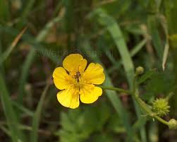 Image result for Ranunculus acris