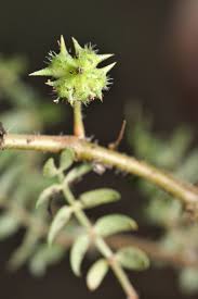 Image result for Zygophyllaceae