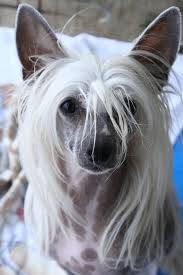 These Dogs Have The Best Hair Day Every Day Chinese Crested Dog Chinese Crested Puppy Chinese Crested