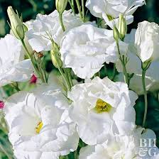 Lisianthus Flowers Flower Meanings Gerbera Daisy Care