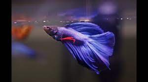 His kites are all fast and responsive, good for the. How To Care For Betta Fish Youtube