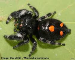Of the spiders found in north america, only the loxosceles and latrodectus species are considered really dangerous and an average of 4 people die this highly venomous spider is thought to be the most dangerous recluse spider. Types Of Spiders With Identification Guide Pictures Names Charts