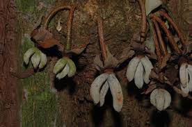 Image result for Uvariastrum