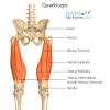 Horse front and rear leg anatomy explained. Https Encrypted Tbn0 Gstatic Com Images Q Tbn And9gct5s56eutosvu0wfzckfzu 2enag Pimclv0eotfiqqo Y1bl6u Usqp Cau