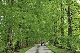 Dawn redwood tree growth rate. Dawn Redwood Plant Care Growing Guide