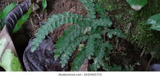 Image result for Adiantum hispidulum