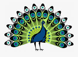 How to draw peacock with beautiful feather design colour sketch. Easy Peacock Drawing Pencil Feather With Colour Step Peacock Png Free Transparent Clipart Clipartkey