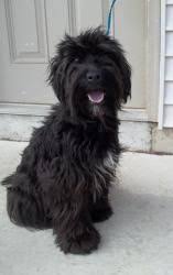 Adopt Labdoodle Look A Like But Not On Petfinder Tibetan Terrier Terrier Dogs Terrier