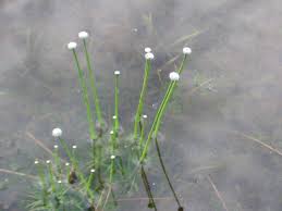 Image result for Eriocaulon schimperi