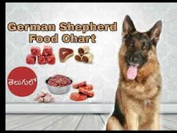German Shepherd Diet And Food Chart In Telugu Taju Logics