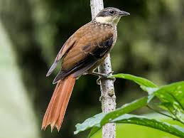 Image result for Dolichos pseudocajanus