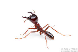 Dorylus Alex Wild Ants Animals Wild Photography