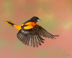Black Bird With White Chest Colorado Gerry Sibell Looking All Prim And Proper An Image Of A Oriole Bird Orioles Tattoo Beautiful Birds
