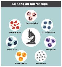 Par contre s'agissant de sa vgm trop basse il est difficile de se prononcer sans les autres résultats sanguins. Plaquettes Sanguines Trop Ou Pas Assez Ce Que Ca Signifie