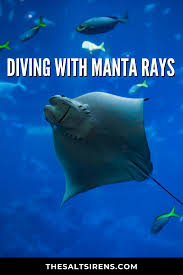 Diving With Manta Rays Studying Mantas On Lady Elliot Island Oceania Travel Travel Activities Adventure Activities