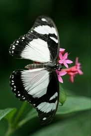 Black And White Striped Butterfly With Red Dots Outra Linda Criatura Beautiful Butterflies Butterfly Wings Colorful Butterflies