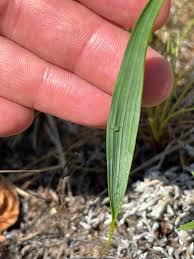 Image result for Eriospermum abyssinicum