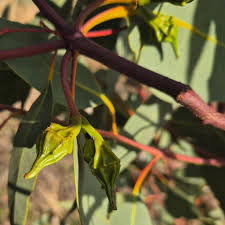 Image result for Eucalyptus angustissima